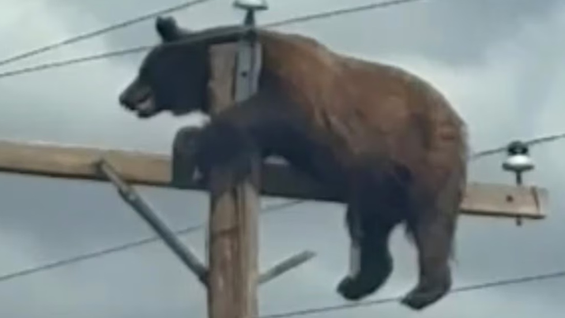 Urso que morreu eletrocutado teria confundido poste com árvore